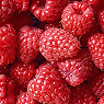 Fresh Raspberries Available from TPS Fruit and Veg, Wholesale Suppliers in Aberdeenshire and Moray of Fresh Fruit and Vegetable