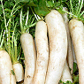 Fresh Mooli Available from TPS Fruit and Veg, Wholesale Suppliers in Aberdeenshire and Moray of Fresh Fruit and Vegetable