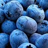 Blueberries Available from TPS Fruit and Veg, Wholesale Suppliers in Aberdeenshire and Moray of Fresh Fruit and Vegetable