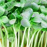 Fresh Cress Available from TPS Fruit and Veg, Wholesale Suppliers in Aberdeenshire and Moray of Fresh Fruit and Vegetable