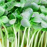 Fresh Cress Available from TPS Fruit and Veg, Wholesale Suppliers in Aberdeenshire and Moray of Fresh Fruit and Vegetable Fresh Cress Available from TPS Fruit and Veg, Wholesale Suppliers in Aberdeenshire and Moray of Fresh Fruit and Vegetable