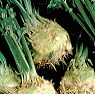 Fresh Celeriac Available from TPS Fruit and Veg, Wholesale Suppliers in Aberdeenshire and Moray of Fresh Fruit and Vegetable Fresh Celeriac Available from TPS Fruit and Veg, Wholesale Suppliers in Aberdeenshire and Moray of Fresh Fruit and Vegetable