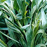 Fresh Tarragon Available from TPS Fruit and Veg, Wholesale Suppliers in Aberdeenshire and Moray of Fresh Fruit and Vegetable