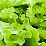 Lettuce Available from TPS Fruit and Veg, Wholesale Suppliers in Aberdeenshire and Moray of Fresh Fruit and Vegetable