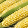 Corn Kernals Available from TPS Fruit and Veg, Wholesale Suppliers in Aberdeenshire and Moray of Fresh Fruit and Vegetable