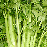Celery Available from TPS Fruit and Veg, Wholesale Suppliers in Aberdeenshire and Moray of Fresh Fruit and Vegetable