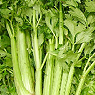 Celery Available from TPS Fruit and Veg, Wholesale Suppliers in Aberdeenshire and Moray of Fresh Fruit and Vegetable Celery Available from TPS Fruit and Veg, Wholesale Suppliers in Aberdeenshire and Moray of Fresh Fruit and Vegetable