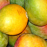 Fresh Mango Available from TPS Fruit and Veg, Wholesale Suppliers in Aberdeenshire and Moray of Fresh Fruit and Vegetable
