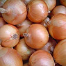 Onions Available from TPS Fruit and Veg, Wholesale Suppliers in Aberdeenshire and Moray of Fresh Fruit and Vegetable Onions Available from TPS Fruit and Veg, Wholesale Suppliers in Aberdeenshire and Moray of Fresh Fruit and Vegetable