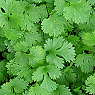 Coriander Available from TPS Fruit and Veg, Wholesale Suppliers in Aberdeenshire and Moray of Fresh Fruit and Vegetable