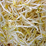 Beansprouts Available from TPS Fruit and Veg, Wholesale Suppliers in Aberdeenshire and Moray of Fresh Fruit and Vegetable