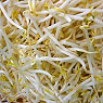 Beansprouts Available from TPS Fruit and Veg, Wholesale Suppliers in Aberdeenshire and Moray of Fresh Fruit and Vegetable Beansprouts Available from TPS Fruit and Veg, Wholesale Suppliers in Aberdeenshire and Moray of Fresh Fruit and Vegetable