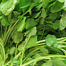 Water Cress Available from TPS Fruit and Veg, Wholesale Suppliers in Aberdeenshire and Moray of Fresh Fruit and Vegetable