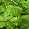 Fresh Spinach Available from TPS Fruit and Veg, Wholesale Suppliers in Aberdeenshire and Moray of Fresh Fruit and Vegetable Fresh Spinach Available from TPS Fruit and Veg, Wholesale Suppliers in Aberdeenshire and Moray of Fresh Fruit and Vegetable