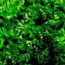 Fresh Parsley Bunch Available from TPS Fruit and Veg, Wholesale Suppliers in Aberdeenshire and Moray of Fresh Fruit and Vegetable