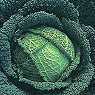 Fresh Cabbage Available from TPS Fruit and Veg, Wholesale Suppliers in Aberdeenshire and Moray of Fresh Fruit and Vegetable