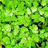 Fresh Chervil Available from TPS Fruit and Veg, Wholesale Suppliers in Aberdeenshire and Moray of Fresh Fruit and Vegetable