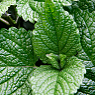 Fresh Mint Available from TPS Fruit and Veg, Wholesale Suppliers in Aberdeenshire and Moray of Fresh Fruit and Vegetable
