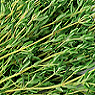 Fresh Thyme Available from TPS Fruit and Veg, Wholesale Suppliers in Aberdeenshire and Moray of Fresh Fruit and Vegetable